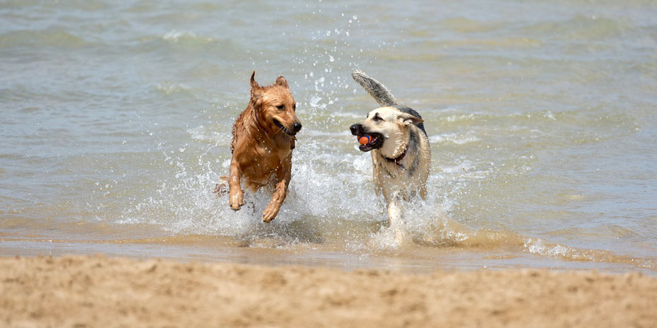 Vacanza Con Il Cane In Sicilia Quello Che Devi Sapere E